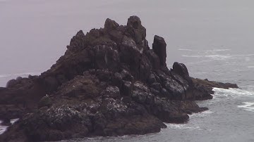 Decayed mudfossil biology