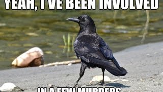 A Murder of Crows: Weird Collective Nouns