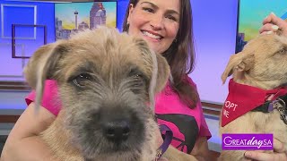 Adopt these furry friends | Great Day SA