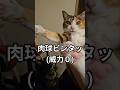 人間の遊びに仕方なく付き合う猫 #cat #三毛猫