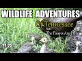 Tennessee Wildlife Adventures 21-25 of Wildlife in the Foothills of the Great Smoky Mountains.