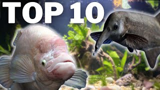 Top 10 Weirdest Aquarium Fish