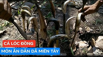 CÁ LÓC NƯỚNG - MÓN ĂN DÂN DÃ CỦA NGƯỜI MIỀN TÂY. Võ Quang Sơn - Tiền Giang - Miền Tây.
