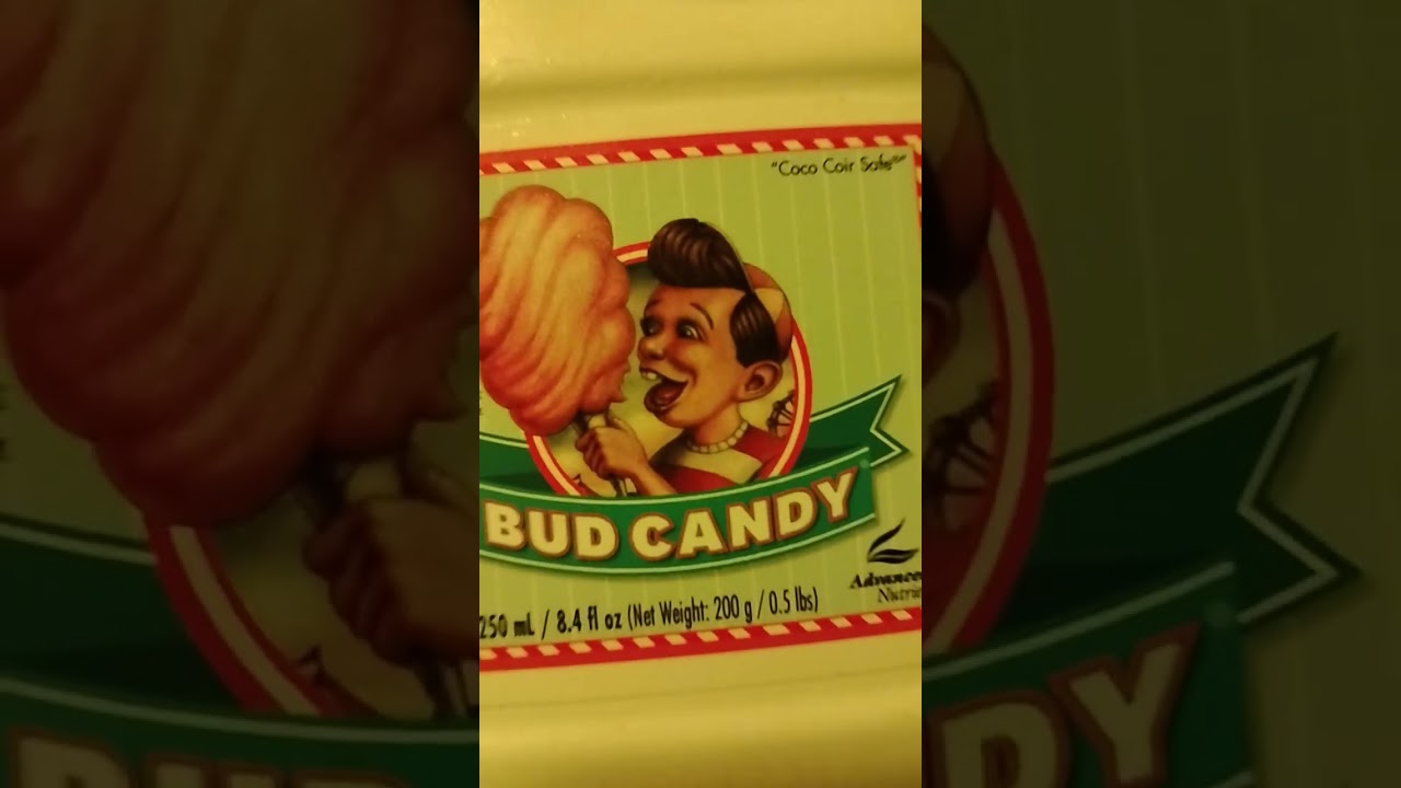 IS BUD CANDY WORTH BUYING?!?!