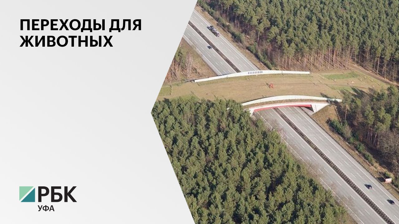 В РБ на участке трассы М-12 Дюртюли - Ачит построят 9 переходов для ...