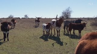 New World screwworm prompts Texas disaster declaration to protect livestock