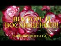 Розы. Какие же шикарные сорта я выбрала в свой сад. Новинки, которые украсят любой сад. 🌹🌹🌹