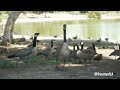 Gracenote: fishing at Whittier Narrows Park