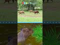 Capybara Behavior and Characteristics
