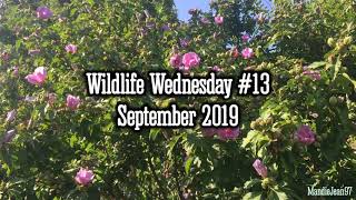 Wildlife Wednesday #13