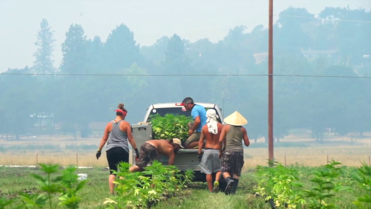 Sovereign Fields Kush Hemp E1 aka Bubba Kush CBD  - [Full Season Recap]