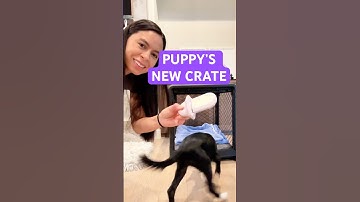 Puppy’s new crate setup 🖤 Diggs revol