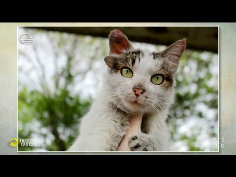 კატა სამი ყურით - სოციალური ქსელის ვარსკვლავის, სამყურა დეიზის შეცვლილი სამყარო