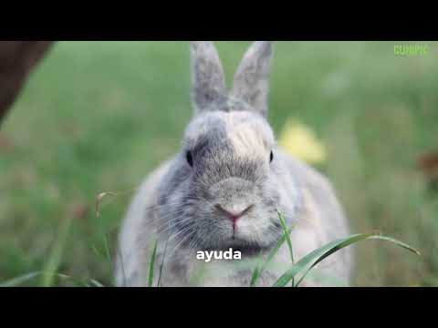 🐇💚 La comida que lo tiene TODO ✔️ Grain free✔️ Alta en fibra✔️ Nutrición completa