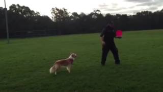 Flipping disc dogs coming to Djerriwarrh festival 2016