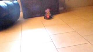 troll in remote car 11-17-10 006.AVI