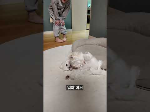 <strong>강아지</strong> 지렁이댄스 스프레이가 뭐지..?