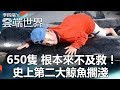 650隻 根本來不及救！ 史上第二大鯨魚擱淺-李四端的雲端世界