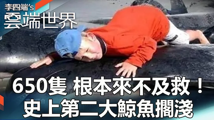 650隻 根本來不及救！ 史上第二大鯨魚擱淺-李四端的雲端世界 - 天天要聞