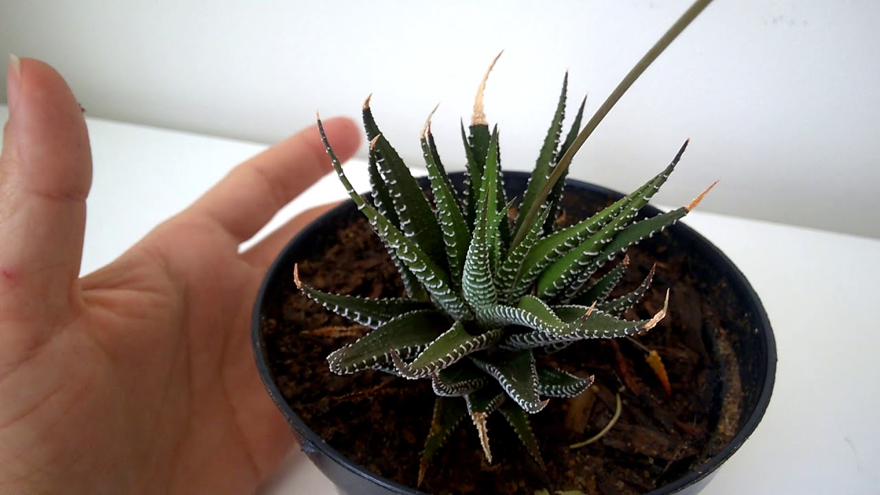 HAWORTHIA FASCIATA 