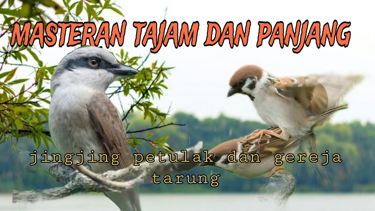 masteran tajam dan panjang 🔥 jingjing petulak dan gereja tarung