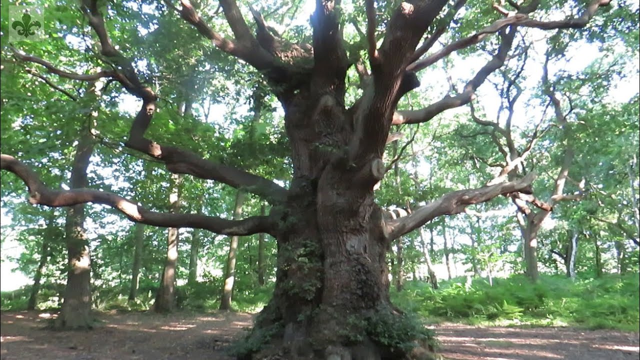 L'Arbre divin (Mythologie celtique)