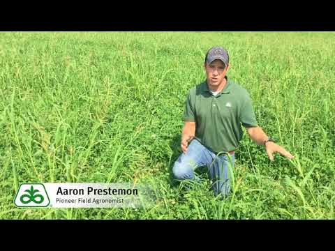 Alfalfa Seeding Year