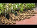 Too Surprised! How I Make Potatoes For Lots of Tubers, Simple But Productive