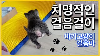 새끼길고양이 구조 후 3~4주차 냥줍 아깽이 성장일기 vlog  아기고양이 걸음마