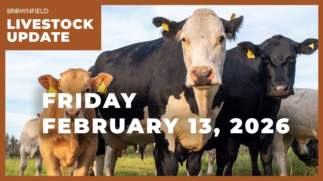 Фьючерсы на живой скот подорожали более чем на 5 долларов | Еженедельный обзор рынка животноводства