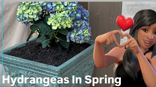 Potting hydrangeas in my new pots