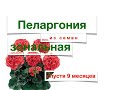 Пеларгония из семян спустя 9 месяцев //Nataliya Alekseeva//