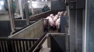 Как убивают свиней на Пини полония. Uboy pini polonia!!!!(В 2010 г. был построен и введен в работу завод Pini Polonia Sp. z o. o. Занимающий площадь 30000 кв. метров в самом центре..., 2016-11-17T16:27:43.000Z)