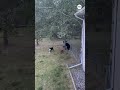 Dogs chase black bear out of yard
