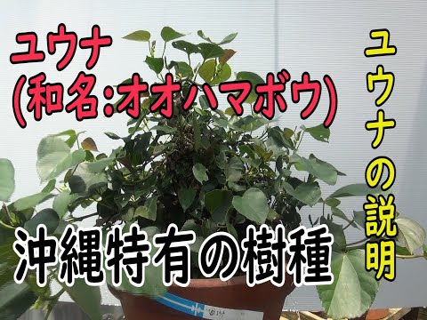 ユウナ(和名オオハマボウ)の説明[98] - YouTube