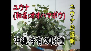ユウナ(和名オオハマボウ)の説明[98] - YouTube