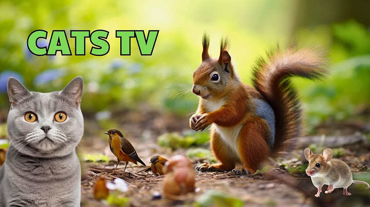 Watch the video about Cat TV for Cats to Watch 😺 Cute Birds, Squirrels in forest 🐦🐿️ 24 Hours (4K HDR)