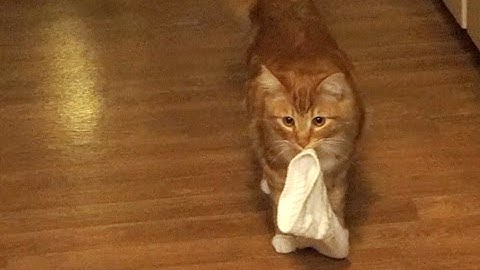 Watch the video about Sock Stealing Ginger Maine Coon Cat