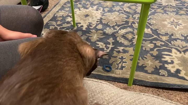 Watch the video about Tonkinese Cat Playing Fetch