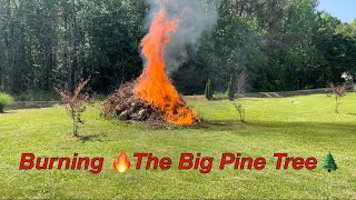 Famous Burning 🔥 The Big Pine Tree 🌲 Net Worth