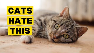 15 Things Cats DISLIKE