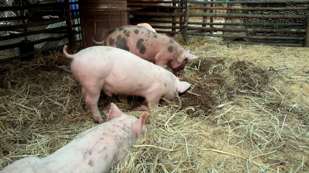 Pig - Brown 🐖 Pig - Digging 