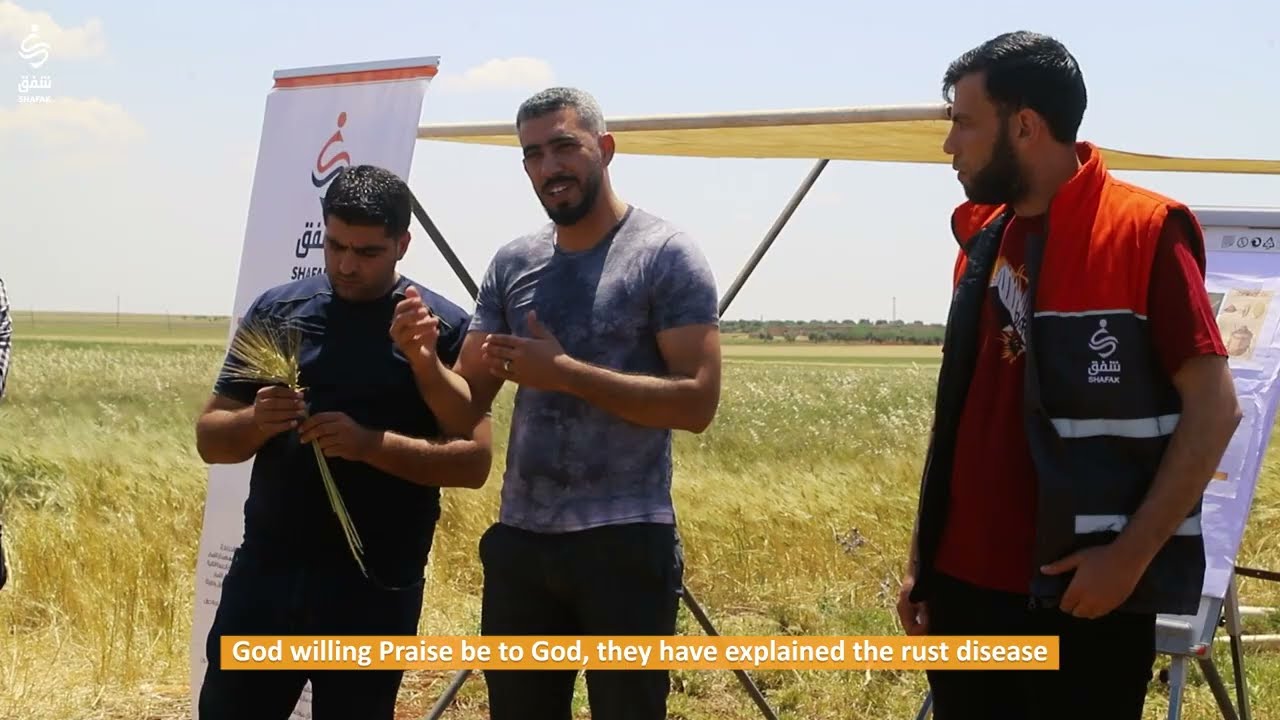 تعرف على كافة مراحل دعم سلسلة القيمة لمحصول القمح المروي من خلال الفيديو التالي 📽️🧡