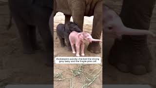 The Crowd Froze When A Rare Albino Elephant Was Born