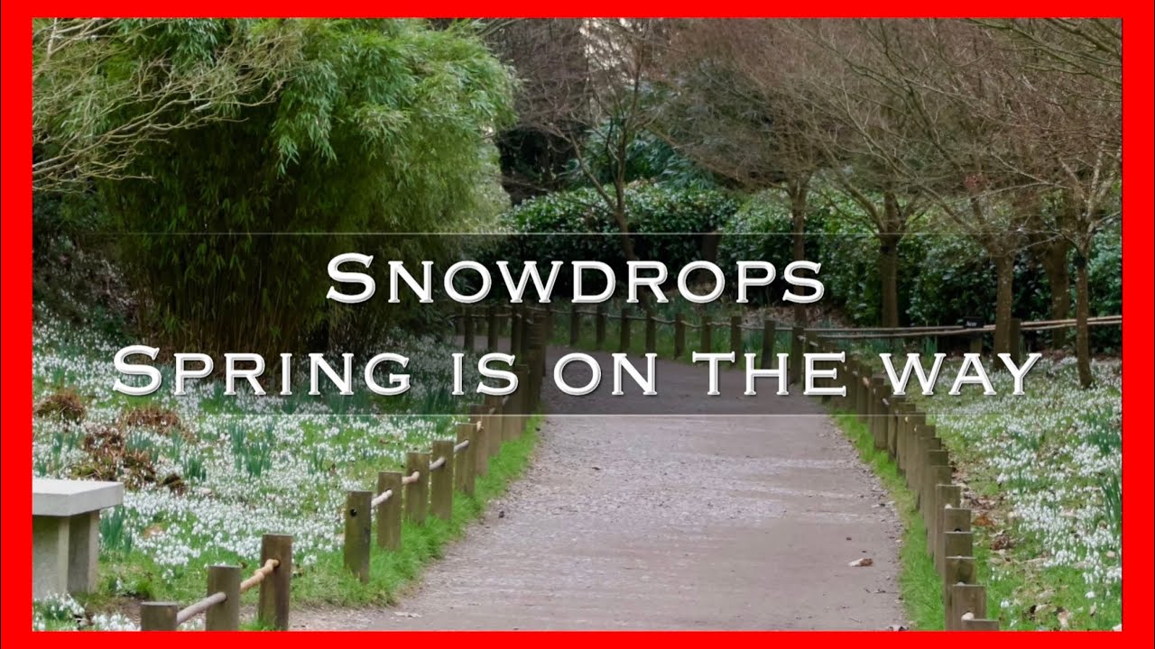 Snowdrops - Spring is on the way - Photo journal - YouTube