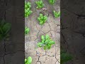 Laser Farming Tech That Destroys Weeds Instantly