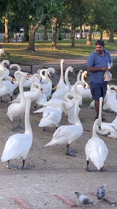 Hungry Swans