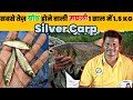       silver carp fish farming