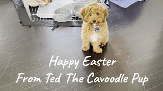 Happy Easter weekend from Ted The Cavoodle puppy