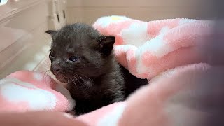 生後21日 次々と重篤な状態に‥緊迫した子猫たちの1日【かのこ日記】 Kittens in critical condition one after another... A tense day.